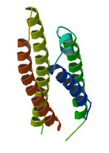 chromosomes