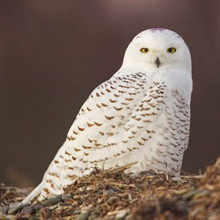 Snowy owl