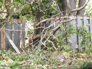 downed tree top