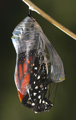 Monarch butterfly emerging