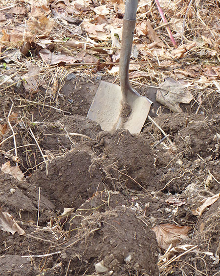 Lawn and garden chores in early February