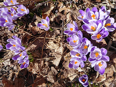 crocus Pickwick