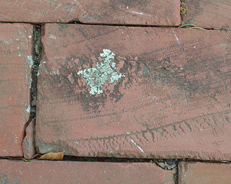 lichen on brick