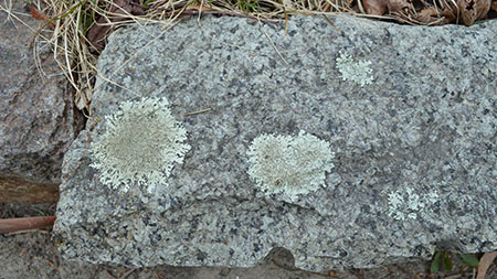 lichens