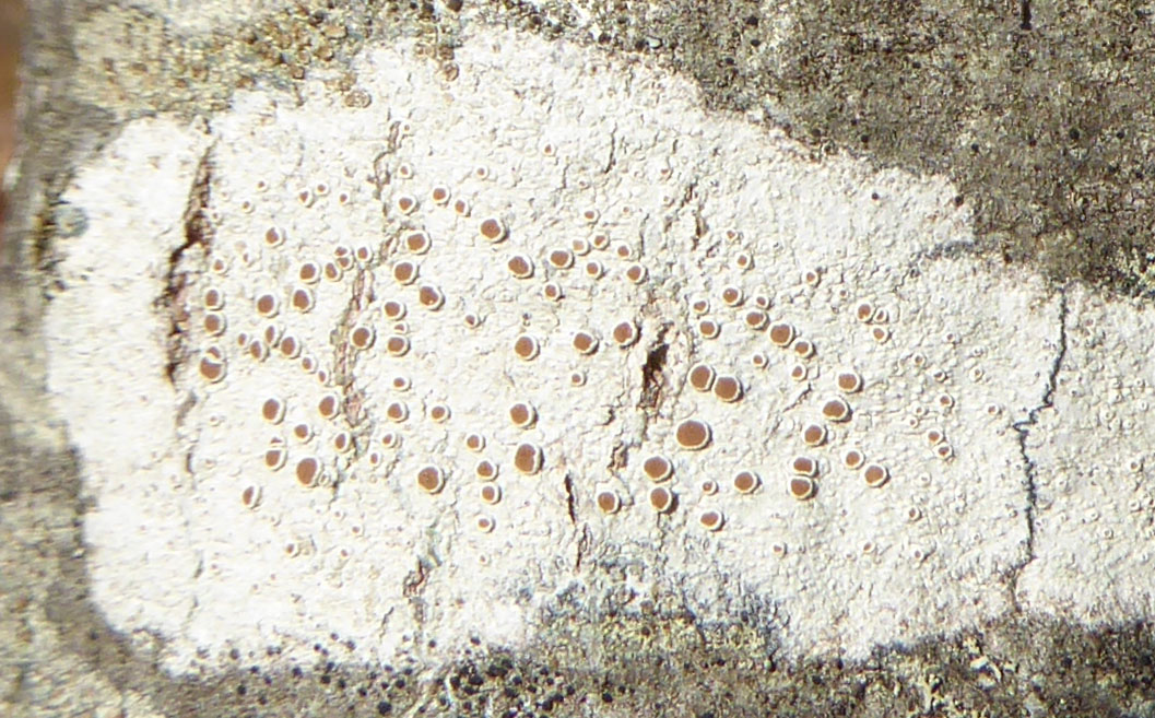 Lecanora pulicaris, Ipswich MA
