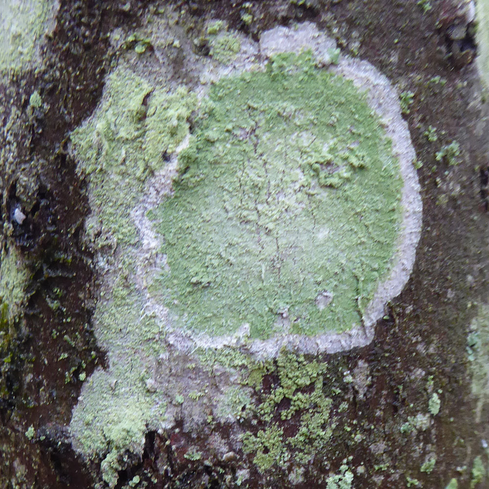 mealy rim lichen