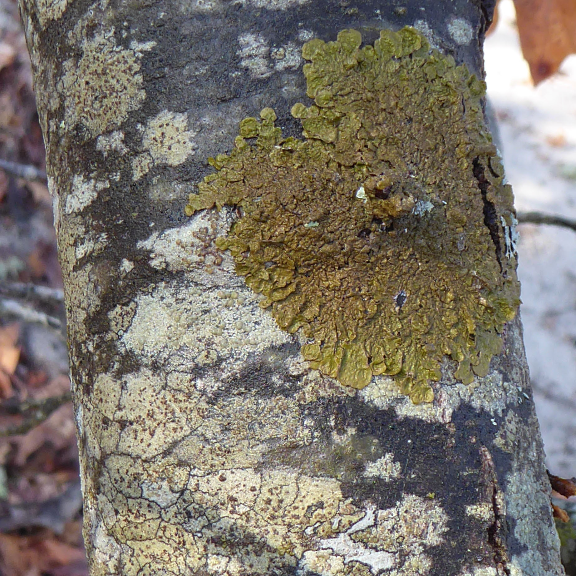 Melanelixia subaurifera