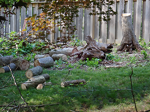 Tree work