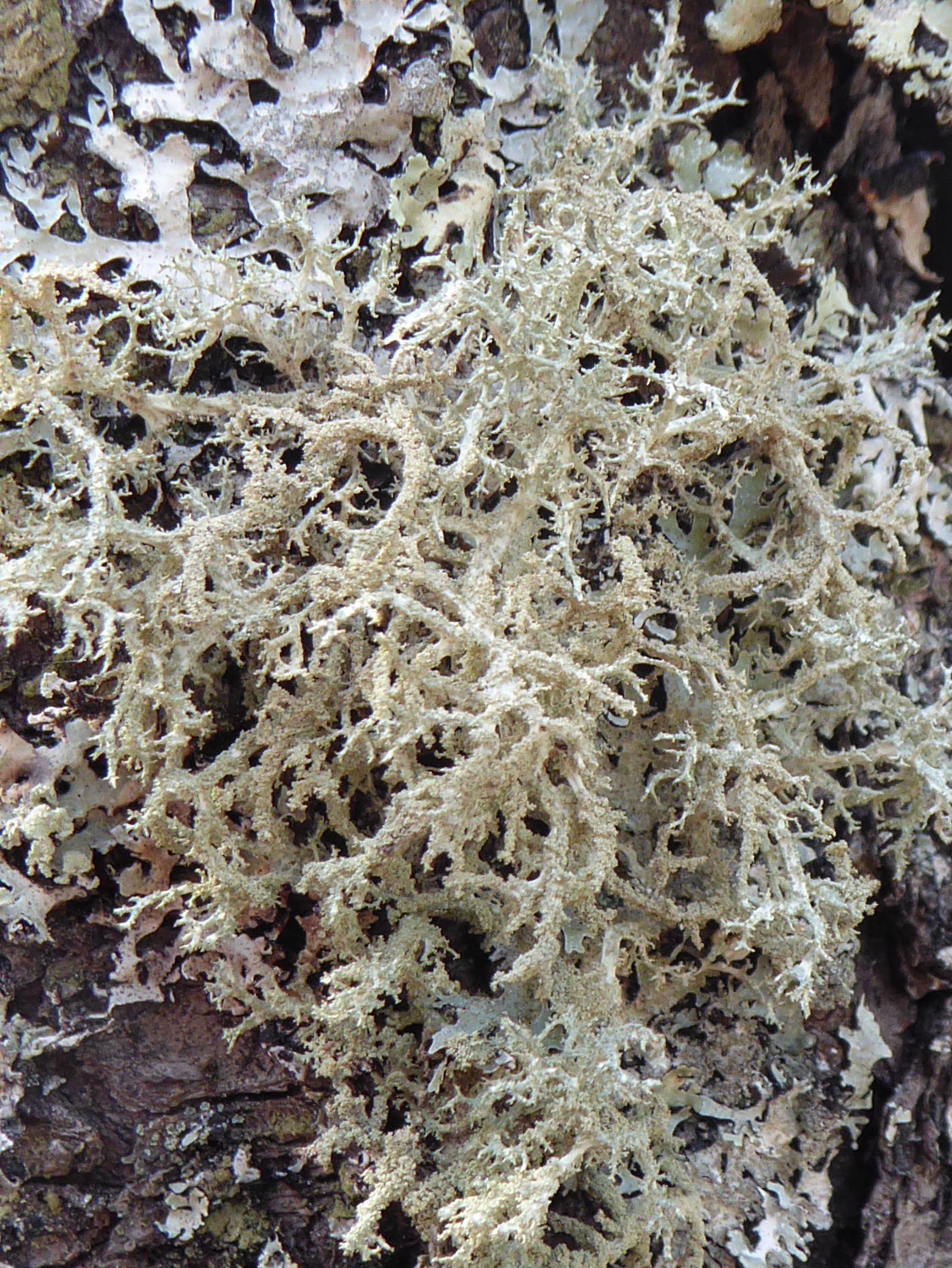 Usnea hirta