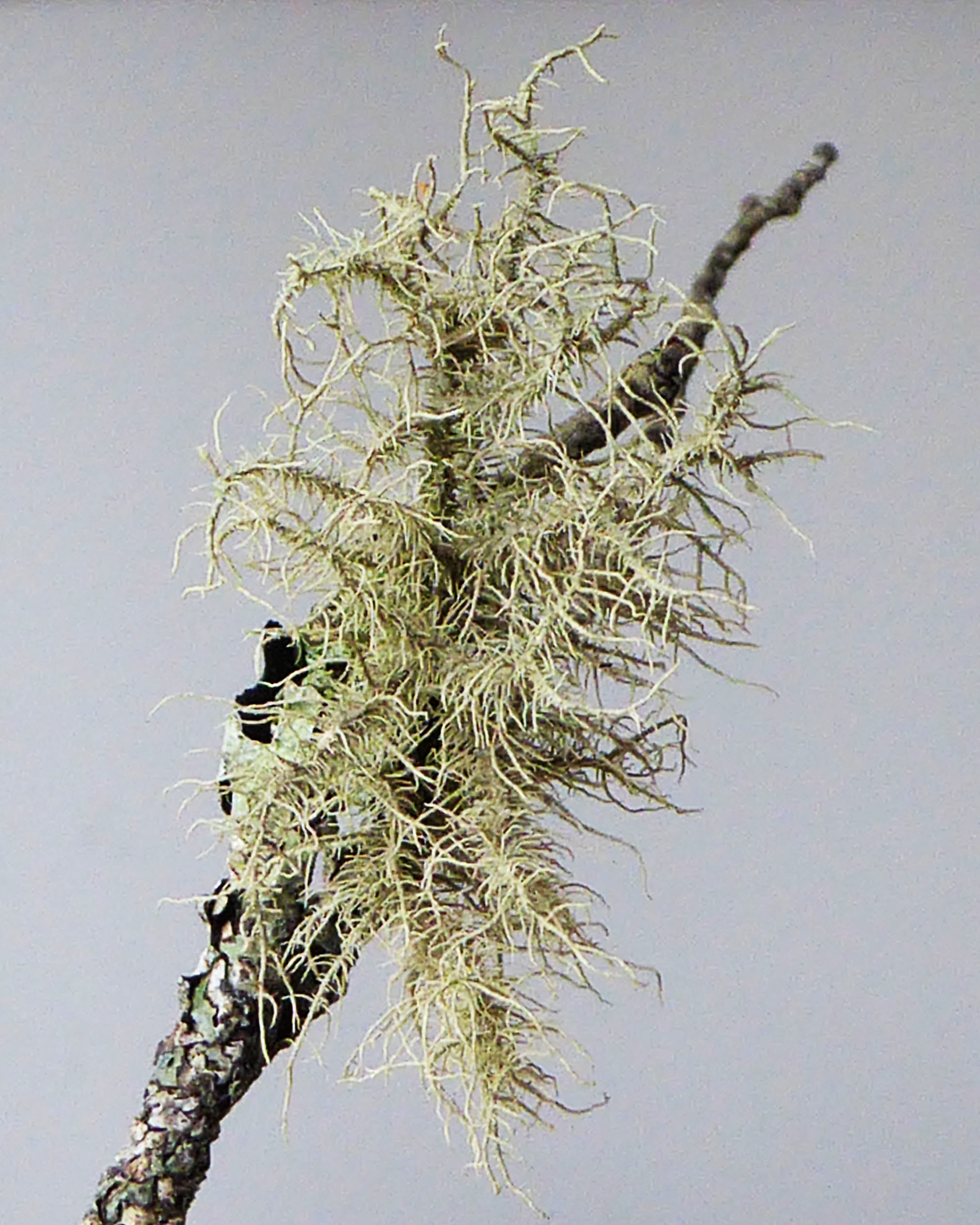 Usnea subfloridana