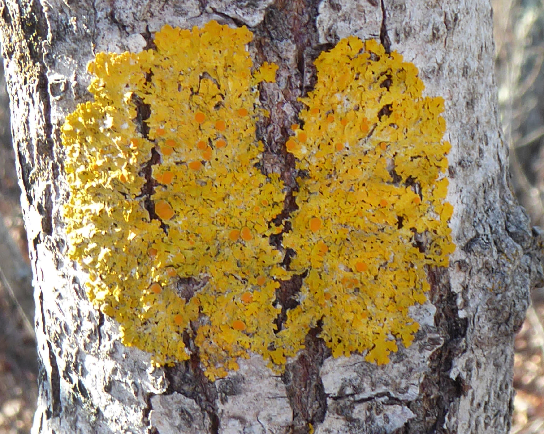 Xanthoria parietina
