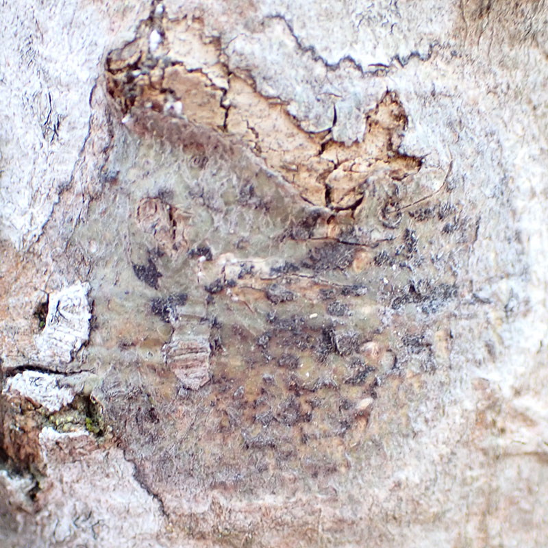 Arthonia radiata