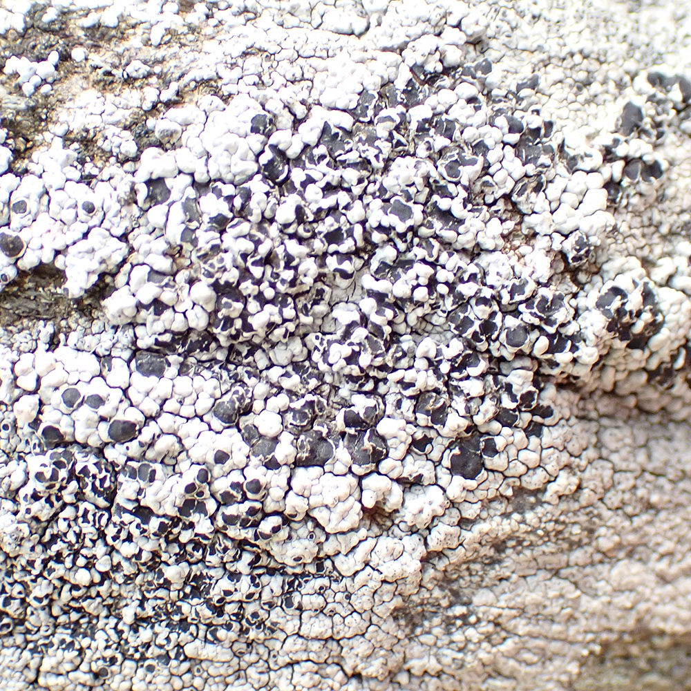 Aspicilia verrucigera