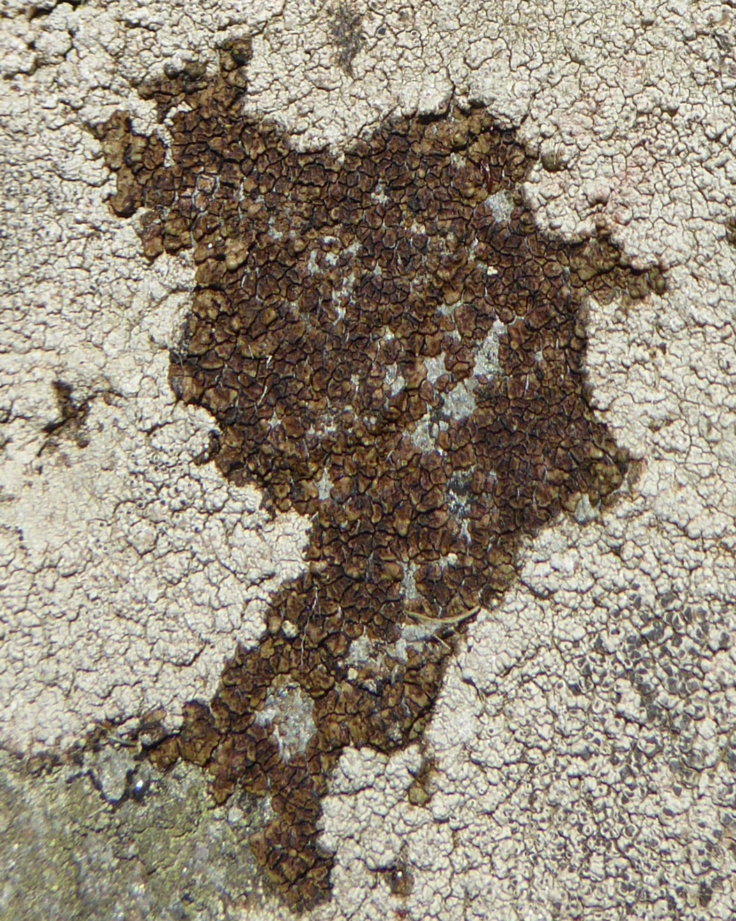 Brown cobblestone lichen