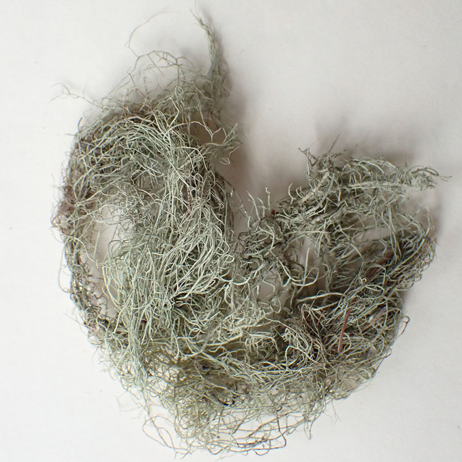 Horsehair lichen