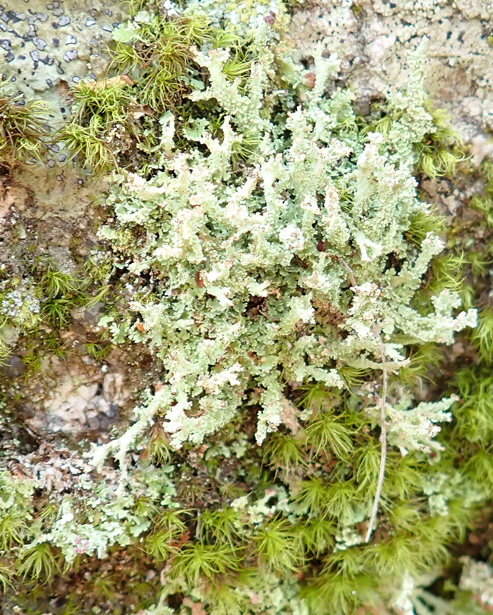 Dragon cup lichen