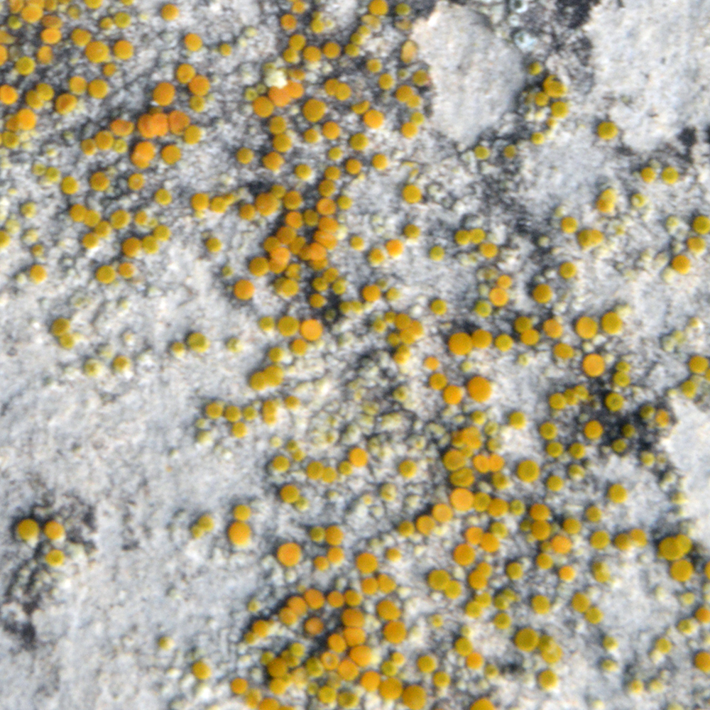 hidden goldspeck lichen
