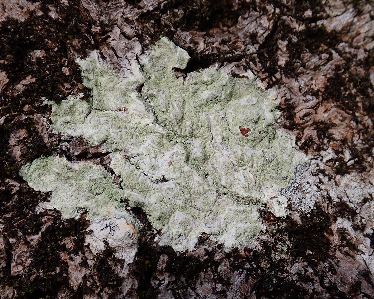 Mapledust lichen