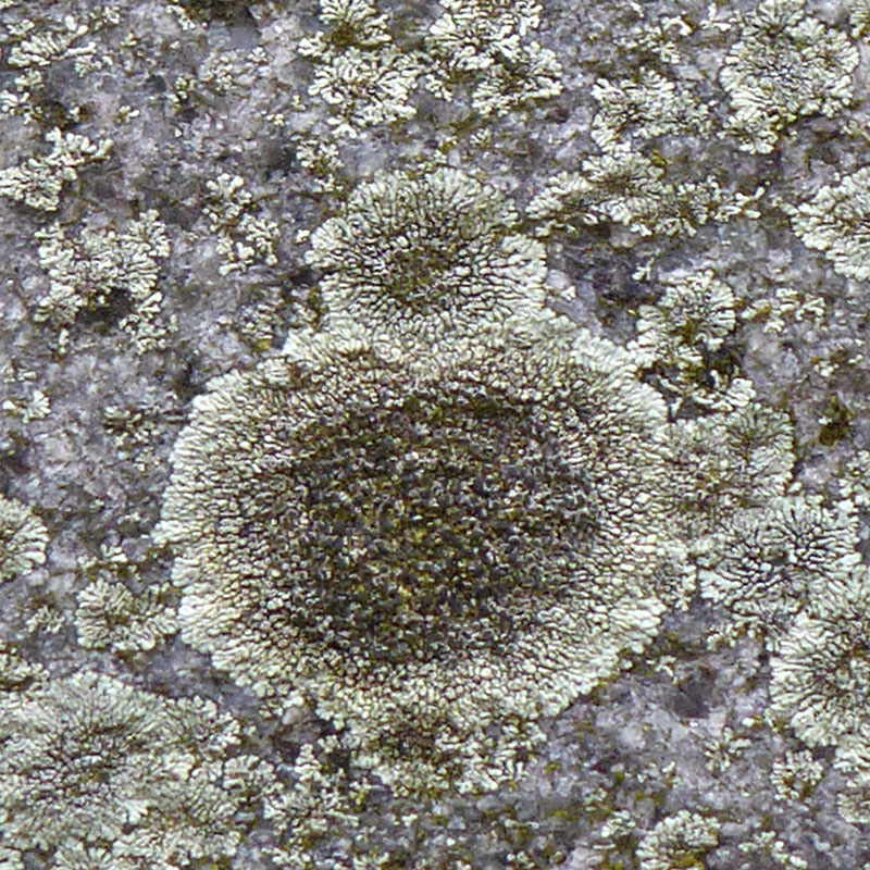 Moonglow lichen, Ipswich MA