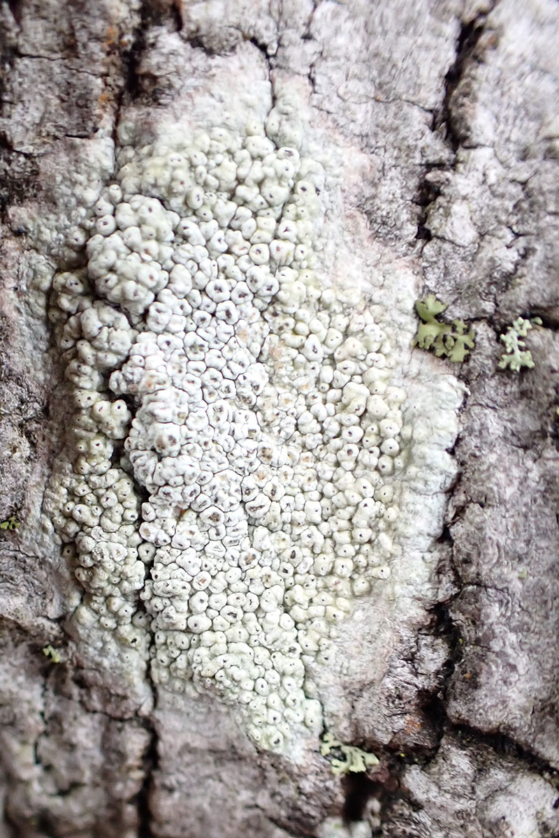 Pertusaria pustulata