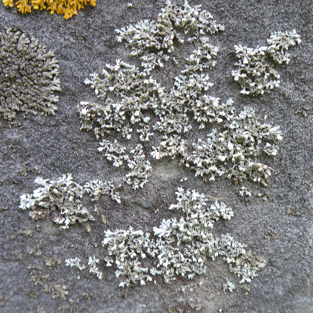 Physcia adscendens