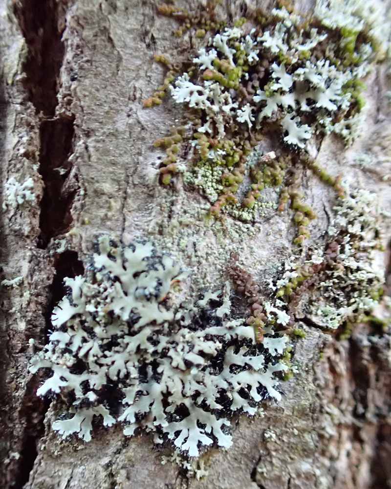 Physcia, Ipswich MA
