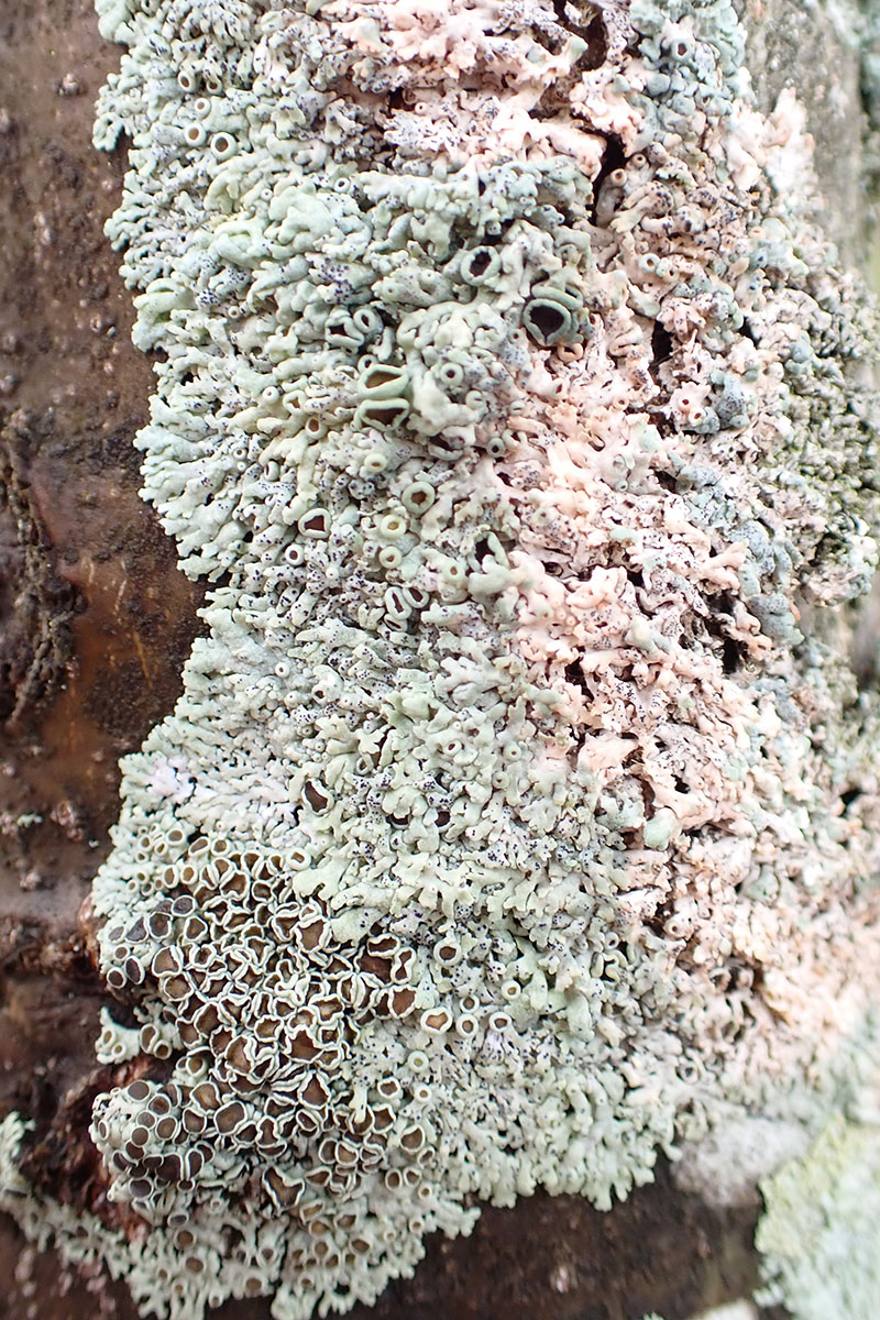 star rosette lichen