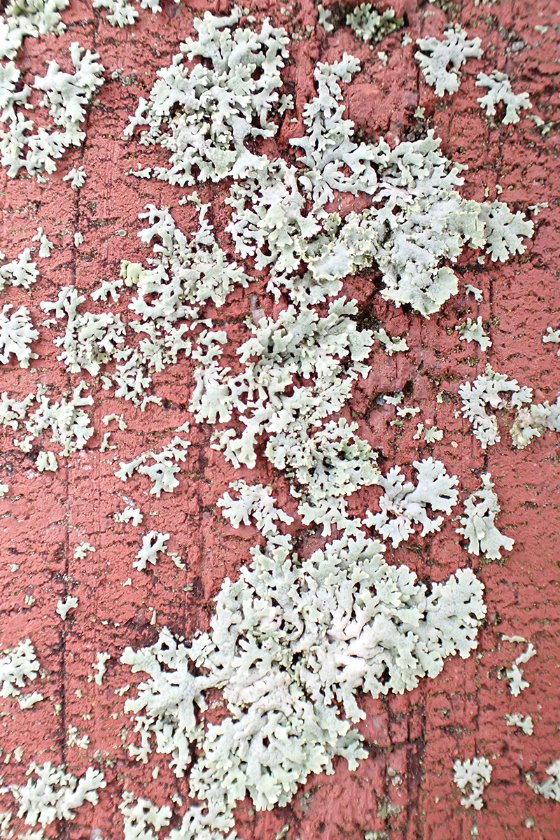 Physcia thomsoniana