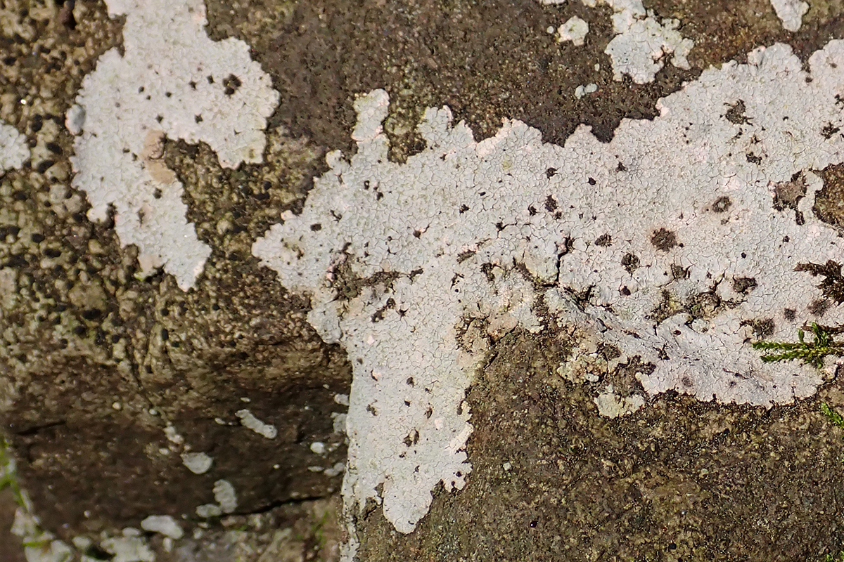 Rock whitewash lichen