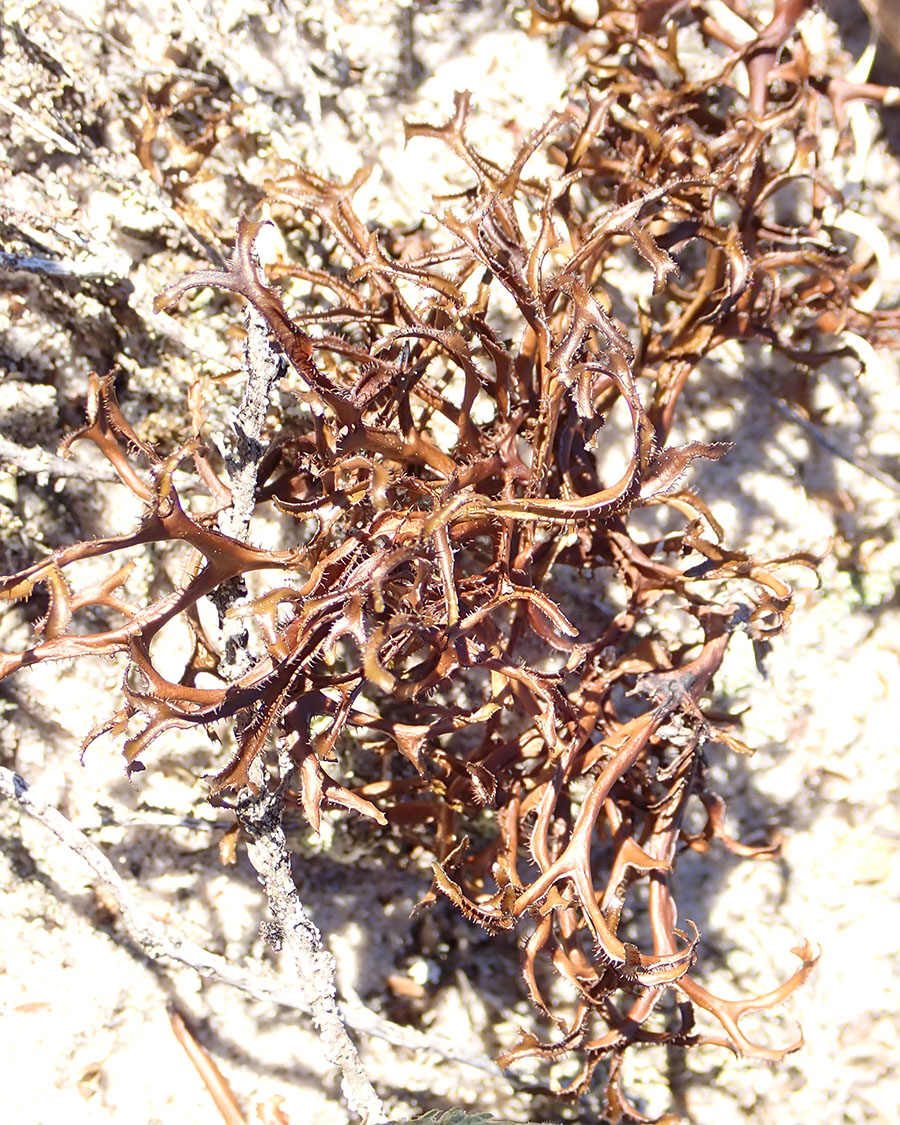 Sand-loving Iceland moss