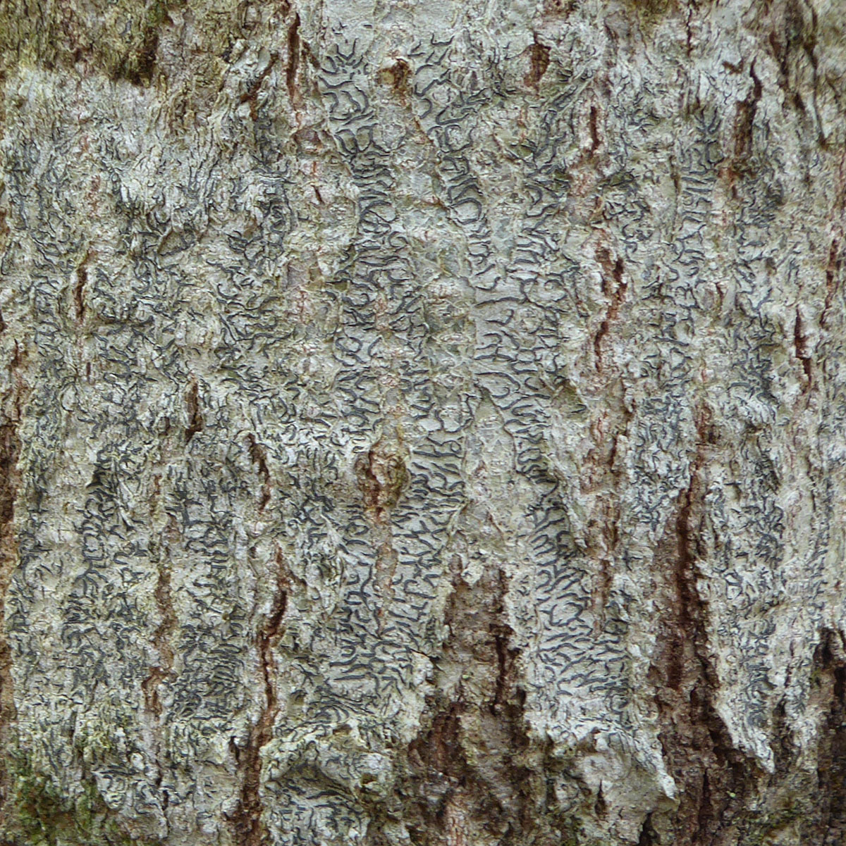 common script lichen