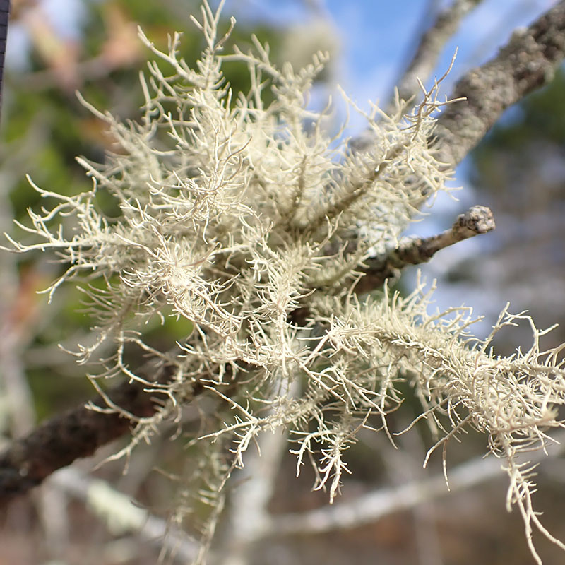 Usnea hirta