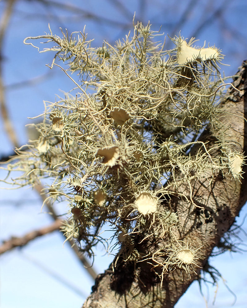 Bushy beard lichen