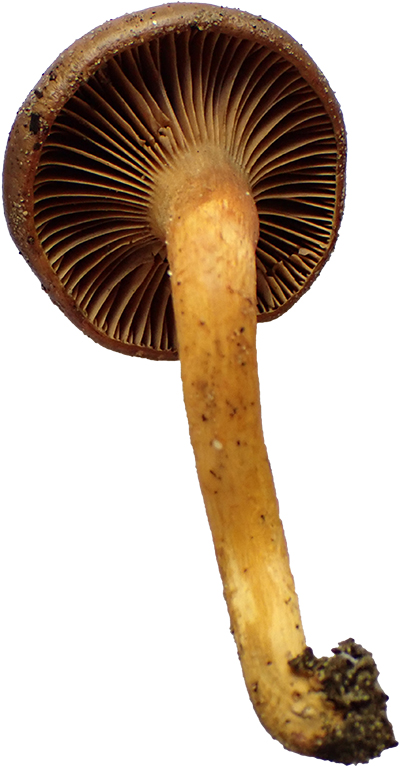 Chroogomphus vinicolor underside