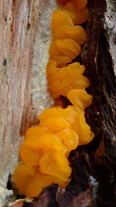 Orange jelly spot