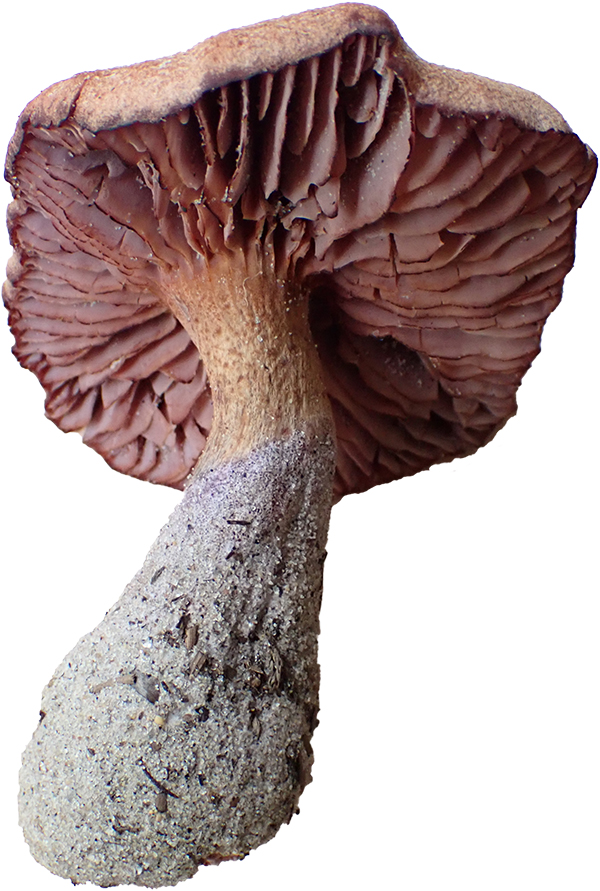 Laccaria trullisata underside