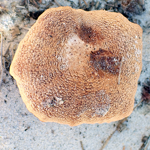 Laccaria trullisata