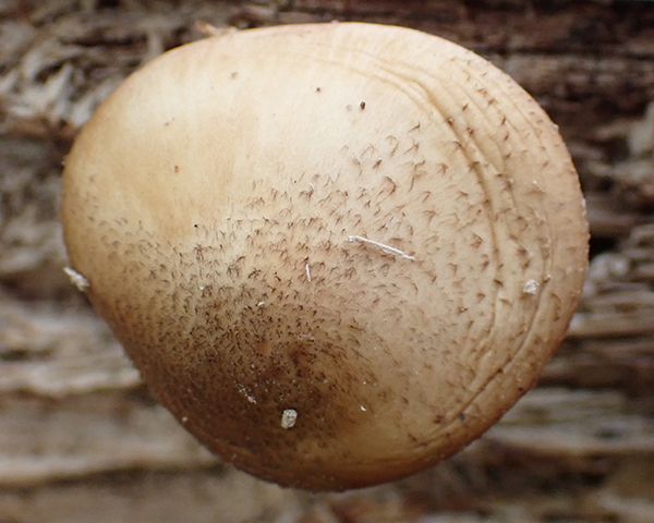 Deer mushroom