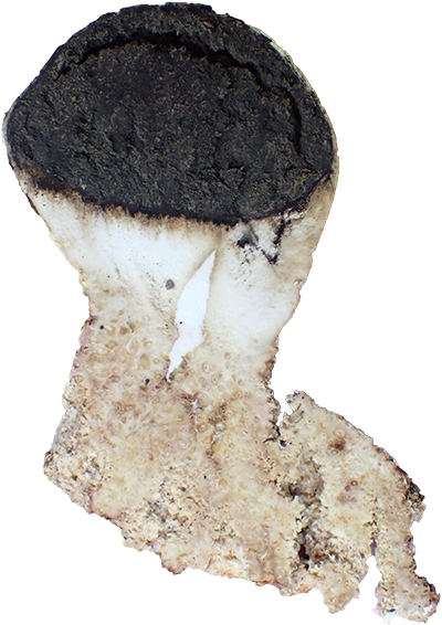 Scleroderma septentrionale, sectioned