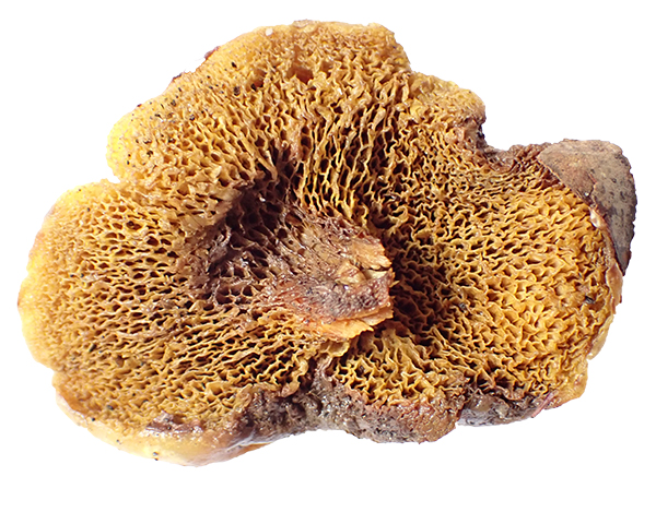 Suillus americanus underside