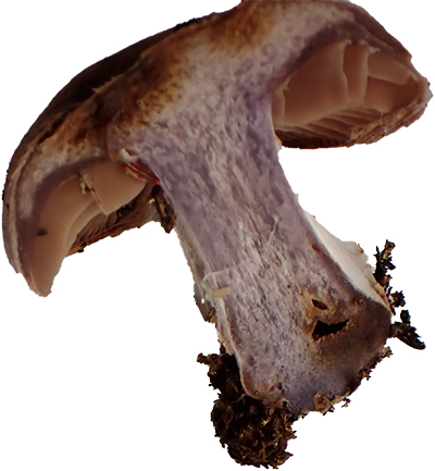 bruising webcap section