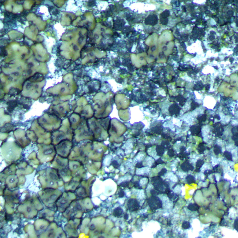 Acarospora americana