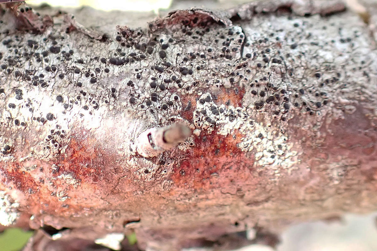 Thorn Cladonia