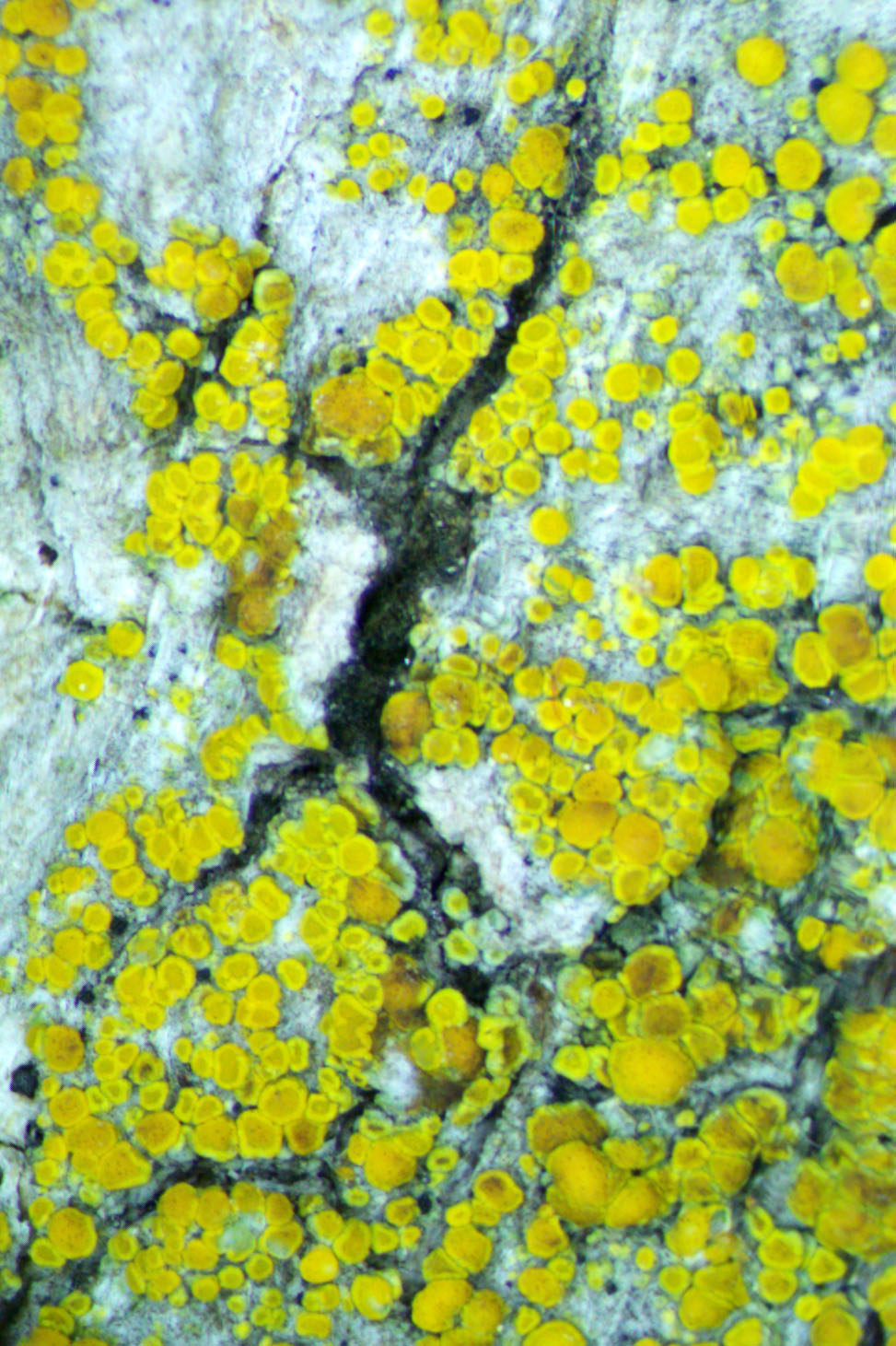 Athallia holocarpa