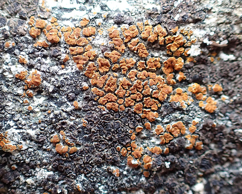 Caloplaca lithophila