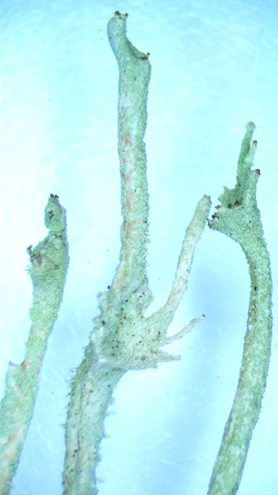 Cladonia deformis detail