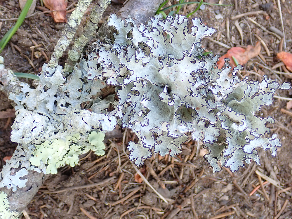 Crumpled rag lichen