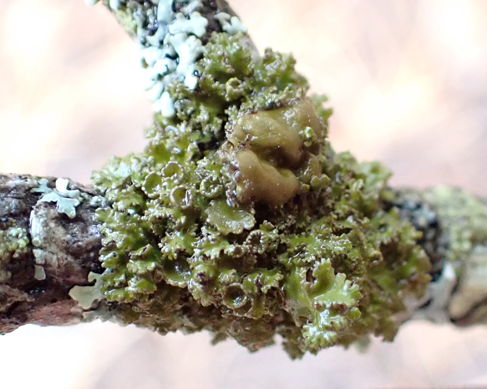 Fringed wrinkle lichen