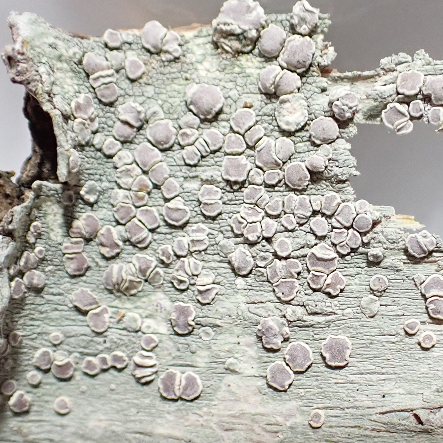 Lecanora caesiorubella