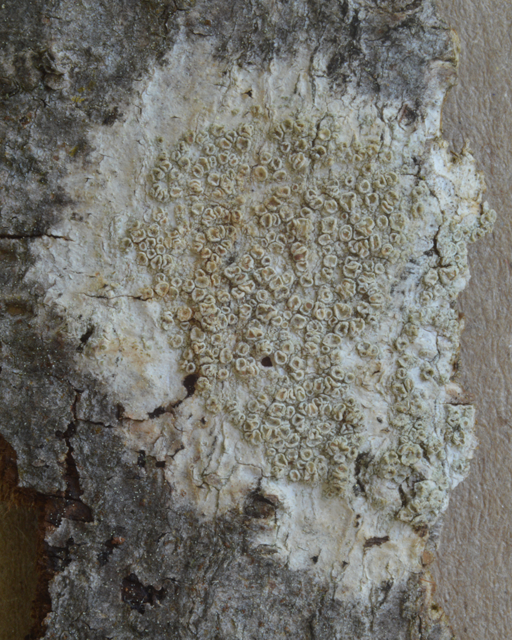 Bumpy rim lichen